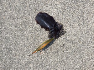 IMG_0683
