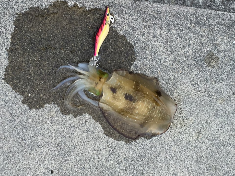 春シーズン到来!?