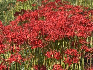 IMG_0843[1]