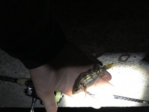 IMG_6474