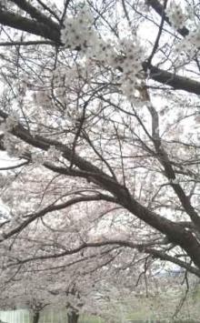 桜!桜!桜!