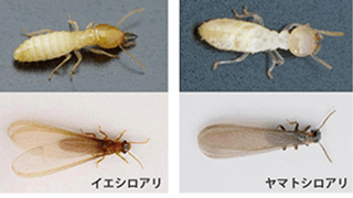 シロアリについて知ろう!
