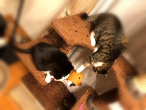 ☆2019年よろしくお願い致します☆~MIYA㉑~