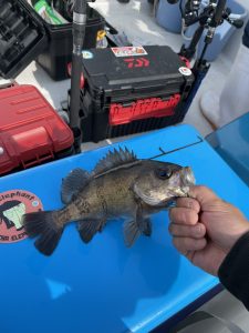 春告魚!
