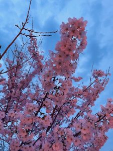 ⭐︎夜桜⭐︎MIYA70