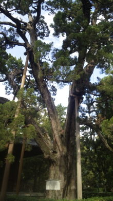 大徳寺!!!